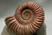 Древние животные: от моллюсков до динозавров