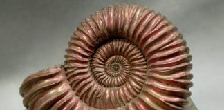 Древние животные: от моллюсков до динозавров