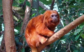 Львиный тамарин, или золотистая игрунка