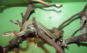 Красноспинный полоз ( Elaphe rufodorsata)