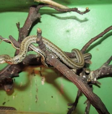 Красноспинный полоз ( Elaphe rufodorsata)