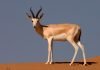Джейран – азиатская газель