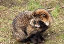 Енотовидная собака: пес или енот?