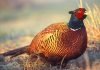 Фазан: фото и описание птицы
