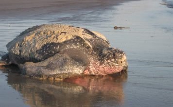 Все о кожистой черепахе