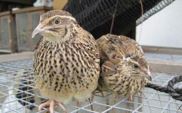 Перепел – домашняя «мини-курица»