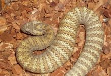 Смертельные змеи