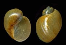 Катушки — обитатели наших пресноводных водоемов