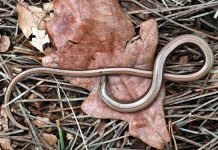 Веретеница ломкая – ящерица без ног