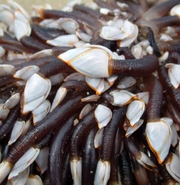 Морские уточки