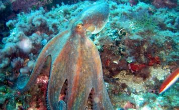 Осьминог – «хамелеон» по настроению Обыкновенный осьминог (Octopus vulgaris).