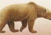 Пещерный медведь