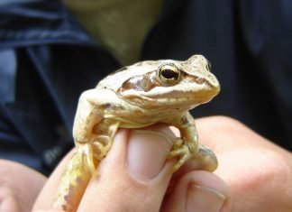 Остромордая лягушка – она же болотная