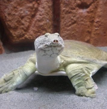 Дальневосточная черепаха (китайский трионикс)