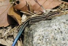 Дальневосточный сцинк – рептилия в «металлических» доспехах