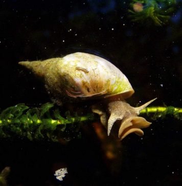 Прудовики: описание пресноводных моллюсков