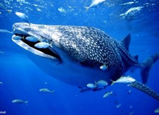 Тигровая акула – рыба, которая любит кочевать