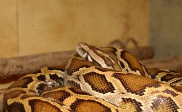 Тигровый питон – змея «в полосочку»