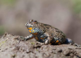 Краснобрюхая жерлянка – небольшая лягушка