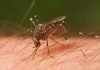 Почему наступает смерть у комаров?