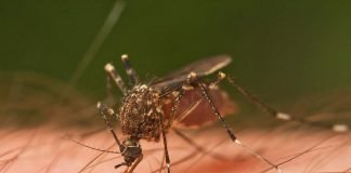 Почему наступает смерть у комаров?