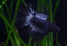 Сиамский петушок, или бойцовая рыбка