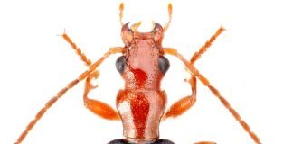 Жук–бомбардир: кто из насекомых лучше всех вооружен?