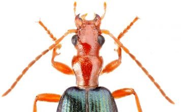 Жук–бомбардир: кто из насекомых лучше всех вооружен?