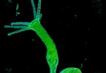 Пресноводная обыкновенная гидра (Hydra vulgaris)