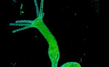 Пресноводная обыкновенная гидра (Hydra vulgaris)
