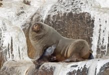 Южный морской котик (Arctocephalus)