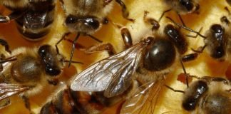 Что ест матка пчелы?