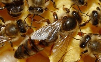 Что ест матка пчелы?