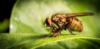 Как избавиться от мелких мошек (дрозофил) на кухне