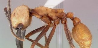 Муравьи солдаты: насекомые, вселяющие ужас