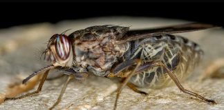 В чем опасность мух?