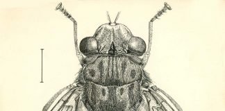 Оводы — насекомые паразиты