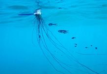 Португальский кораблик – существо невероятной красоты