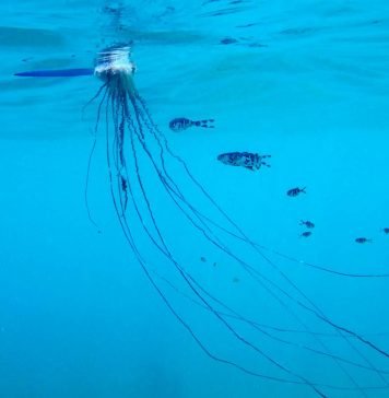 Португальский кораблик – существо невероятной красоты