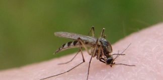 Народные средства от противных мошек и кусачих комаров