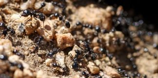 Как бороться с садовыми муравьями: дельные советы