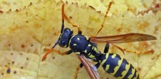 Средства избавления от ос: чего боятся насекомые с жалом?
