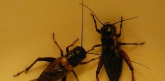 Чем питаются насекомые сверчки?