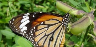Чем бабочки ощущают вкус?