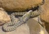 Водяной уж (Natrix tessellata)