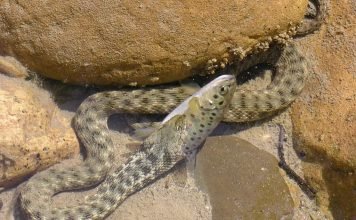 Водяной уж (Natrix tessellata)