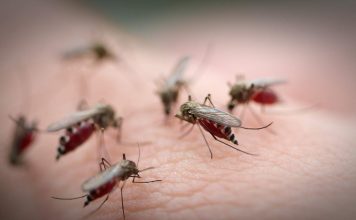 Зачем комары пьют кровь?