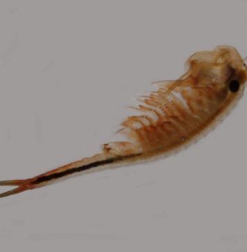 Жаброноги – «весенние» рачки