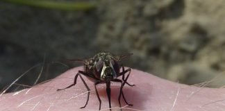 Почему мухи кусаются осенью?