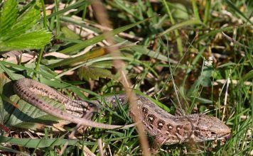 Живородящая ящерица: описание рептилии